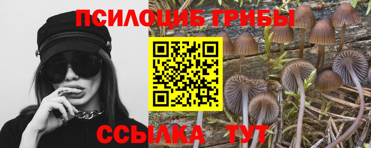 Галлюциногенные грибы Cubensis Курчалой